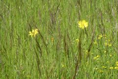 2025-05-13-SAC-RS-Ramsen-Sparg-121