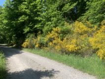 25-5-13Ramsen5Ginster-am-Wegrand