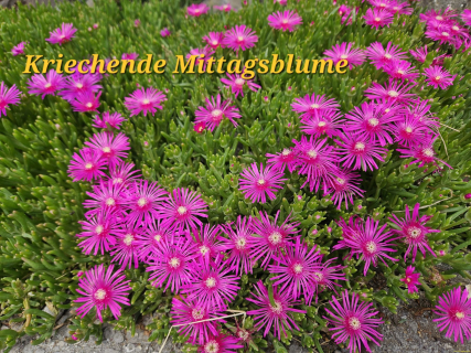 IMG-20250527-WA0004
