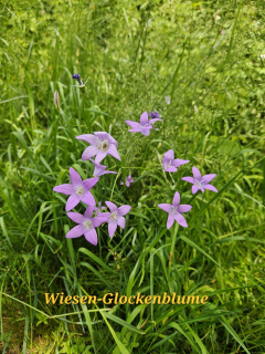 IMG-20250527-WA0006