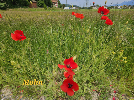 IMG-20250527-WA0007