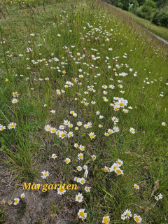 IMG-20250527-WA0012