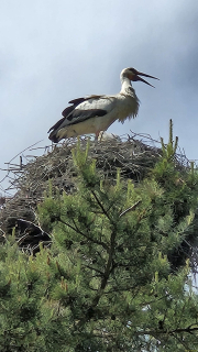 IMG-20250527-WA0019