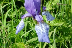 2025 SAC RS Ruggell Iris