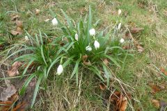 2025-03-17-Sevelen-Burg-Weite-041