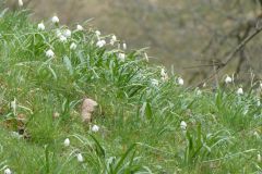 2025-03-17-Sevelen-Burg-Weite-043