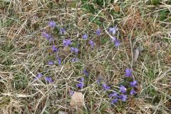 2025-03-17-Sevelen-Burg-Weite-063