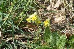 2025-03-17-Sevelen-Burg-Weite-101