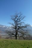 2025-03-18-Sevelen-Burg-Weite-32