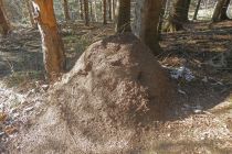 2025-01-21-SAC-RS-Schwaebrig-64_bearbeitet-1