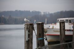 2025-12-10-SAC-RS-Stein-am-Rhein-Advent-Krippen-Maerli-Froschkoenig-R6II6071