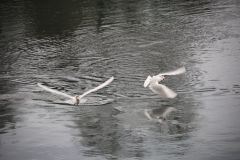 2025-12-10-SAC-RS-Stein-am-Rhein-Advent-Krippen-Maerli-Froschkoenig-R6II6074