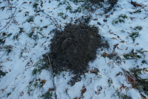 2025-01-14-SAC-RS-WW-Wolzenalp-11