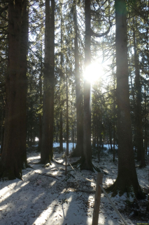 2025-01-14-SAC-RS-WW-Wolzenalp-29