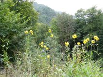 2025-09-16-SAC-Ueble-Schlucht-007