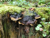 2025-09-16-SAC-Ueble-Schlucht-019