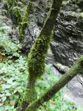 2025-09-16-SAC-Ueble-Schlucht-097