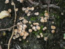 2025-09-16-SAC-Ueble-Schlucht-123
