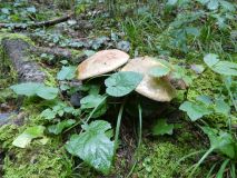 2025-09-16-SAC-Ueble-Schlucht-144