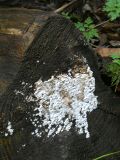2025-09-16-SAC-Ueble-Schlucht-145