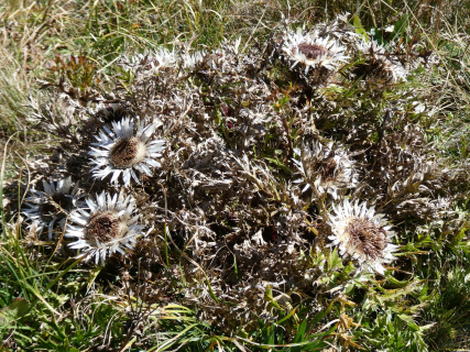 2026-09-22-SAC-Nospitz-Augsten-126