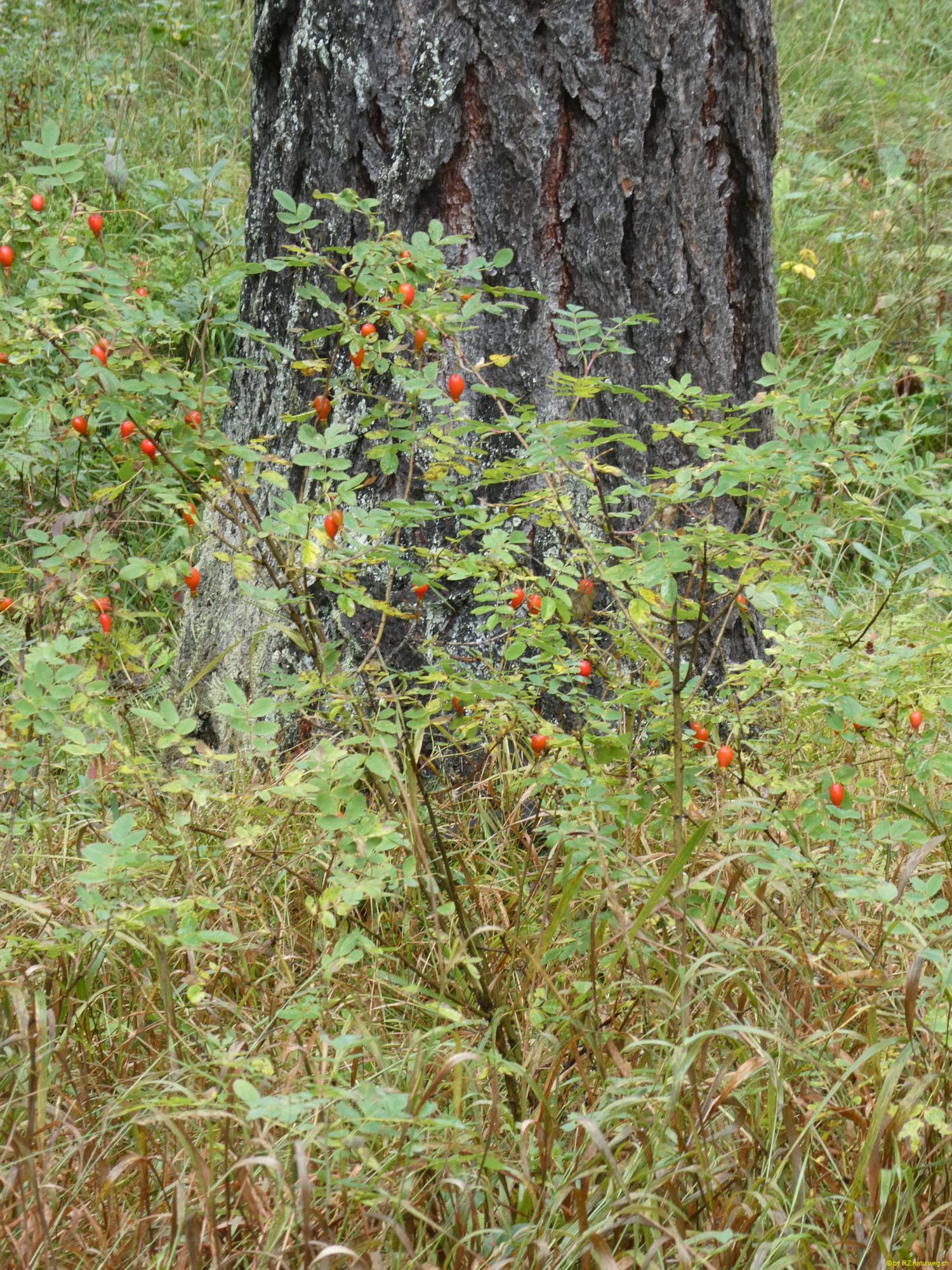 2026-09-17-SAC-BerguenPreda-RhB-092