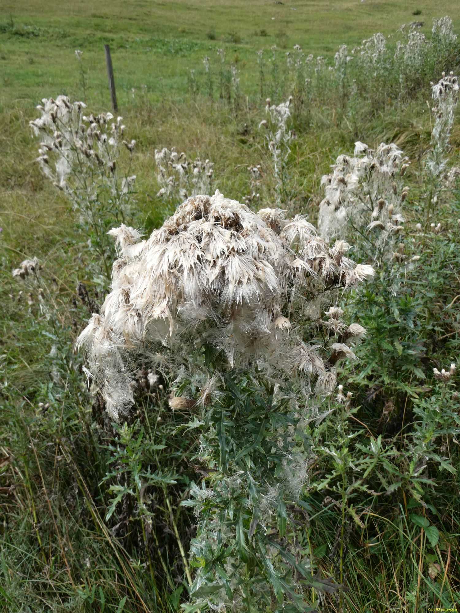 2026-09-17-SAC-BerguenPreda-RhB-108
