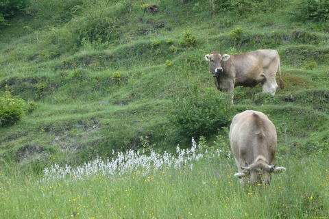 2026-06-16-SAC-Waegi-Bockmattli-12