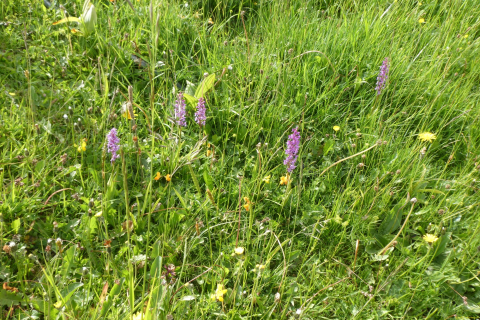 2026-06-16-SAC-Waegi-Bockmattli-19