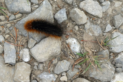 2026-06-16-SAC-Waegi-Bockmattli-20_bearbeitet-1