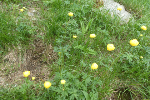 2026-06-16-SAC-Waegi-Bockmattli-30