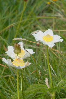 2026-06-16-SAC-Waegi-Bockmattli-39_bearbeitet-1