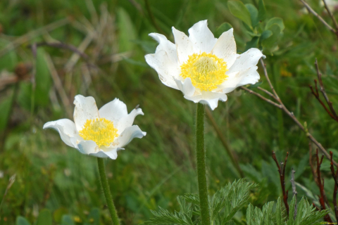 2026-06-16-SAC-Waegi-Bockmattli-68_bearbeitet-1