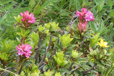 2026-06-16-SAC-Waegi-Bockmattli-69_bearbeitet-1