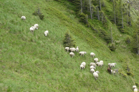 2026-06-16-SAC-Waegi-Bockmattli-75