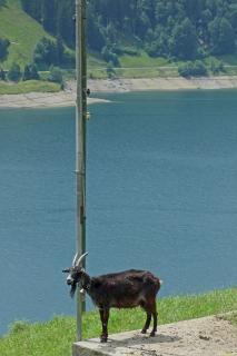 2026-06-16-SAC-Waegi-Bockmattli-91_bearbeitet-1