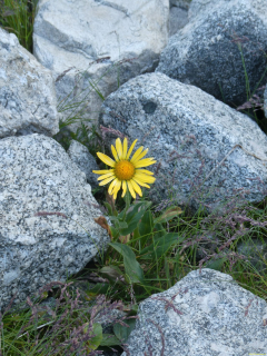 2026-08-04-SAC-Forno-Pano-Malo-064