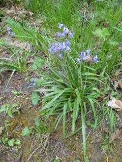 2026-04-28-SACRS-A-Schauenberg-22-1