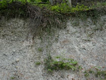 2026-04-28-SACRS-A-Schauenberg-23-1