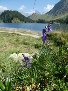 2026-08-03-SAC-Maloja-Fornohuet-026