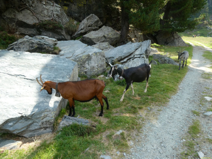 2026-08-03-SAC-Maloja-Fornohuet-030