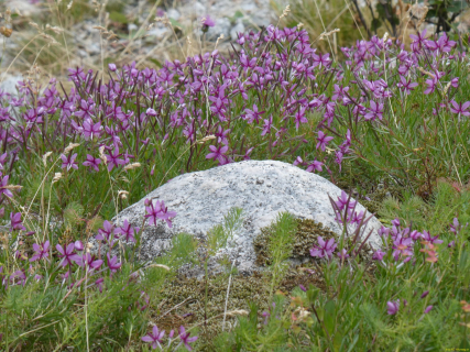 2026-08-03-SAC-Maloja-Fornohuet-047