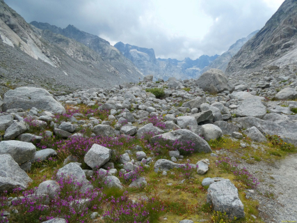 2026-08-03-SAC-Maloja-Fornohuet-067_bearbeitet-1
