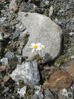2026-08-03-SAC-Maloja-Fornohuet-109_bearbeitet-1