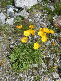 2026-08-03-SAC-Maloja-Fornohuet-130