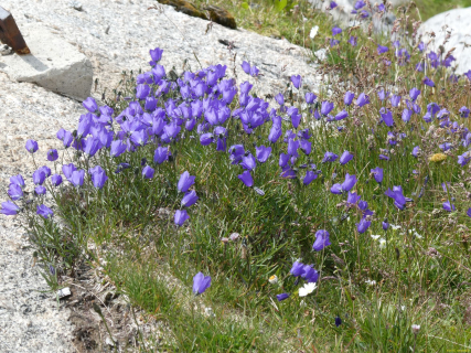 2026-08-03-SAC-Maloja-Fornohuet-131