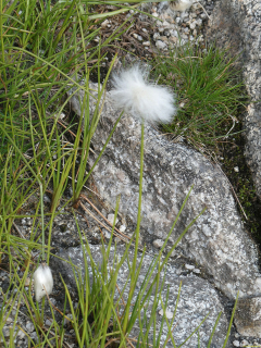2026-08-03-SAC-Maloja-Fornohuet-139_bearbeitet-1