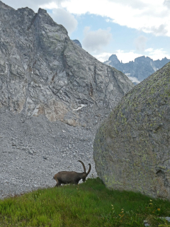 2026-08-03-SAC-Maloja-Fornohuet-144_bearbeitet-1
