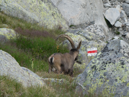 2026-08-03-SAC-Maloja-Fornohuet-149