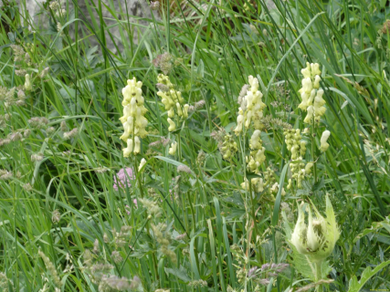 2026-07-21-SAC-Mesmer-Altenalp-022